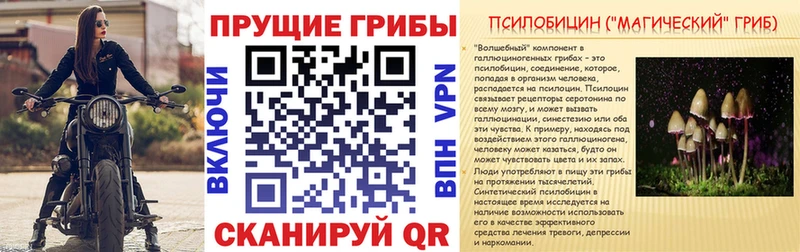 Галлюциногенные грибы Psilocybe  купить наркоту  Калтан 